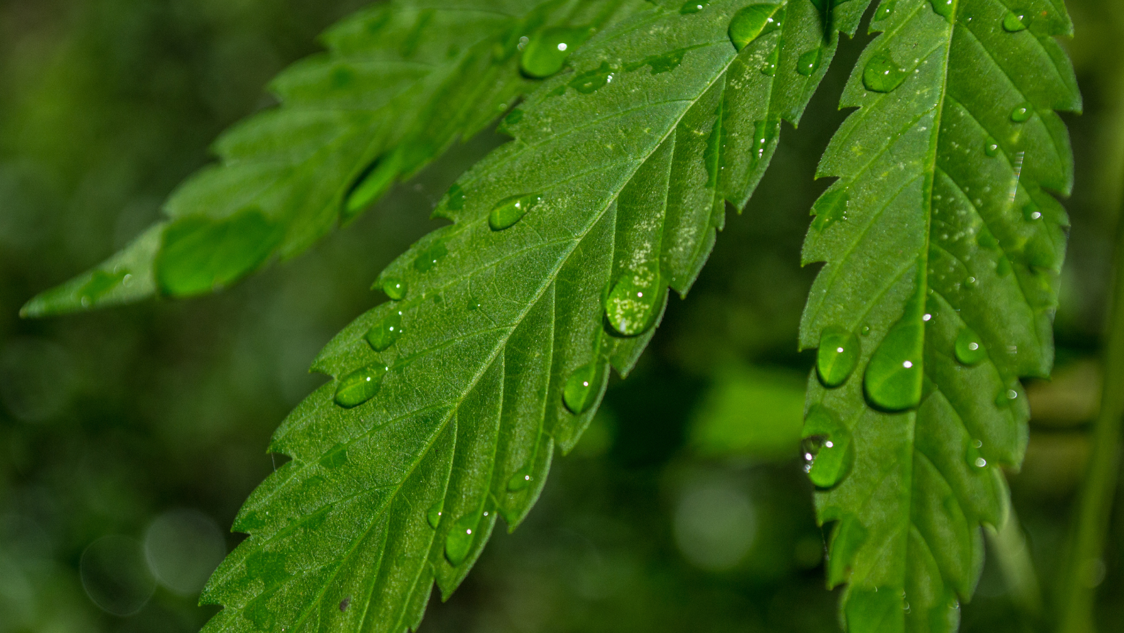 Cannabis leaves with water droplets